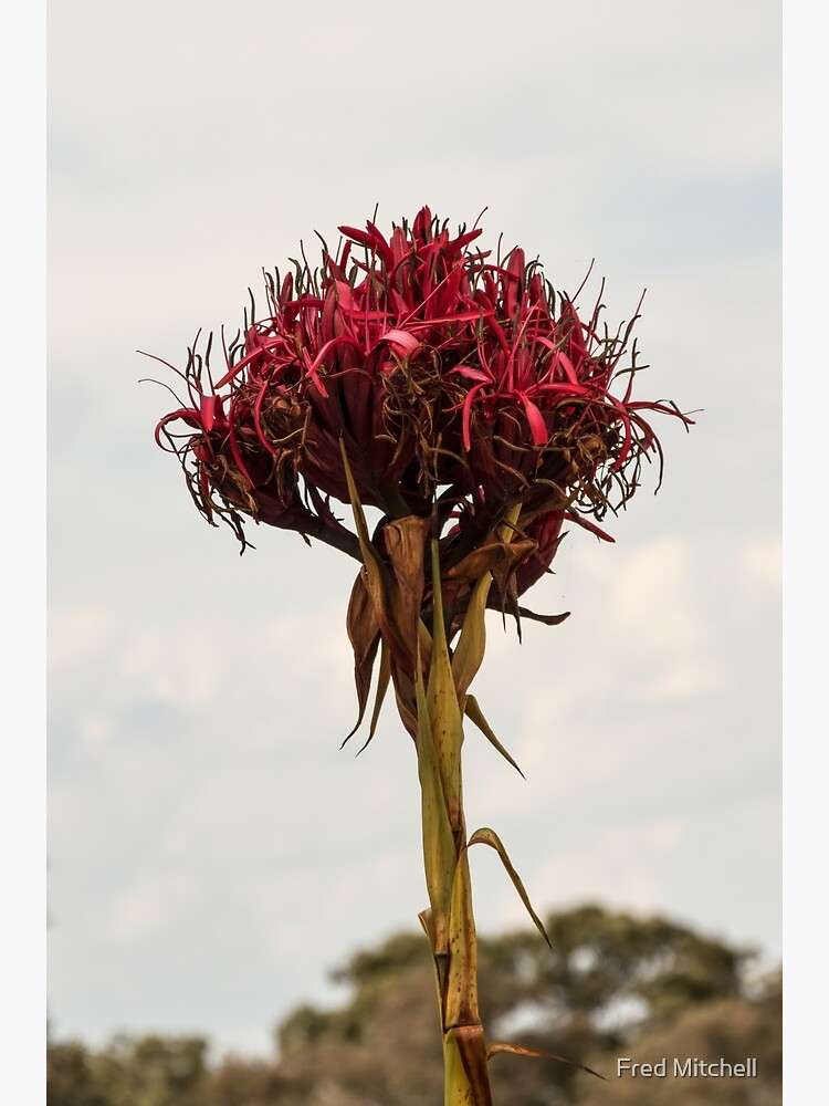 "Gymea Lily Doryanthes excelsa Leith Park Victoria 20171115 1740 " Poster for Sale by