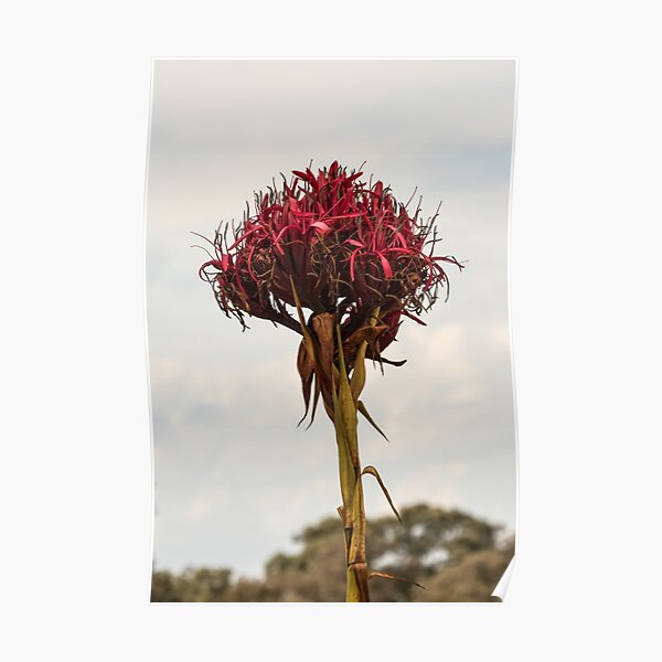 "Gymea Lily Doryanthes excelsa Leith Park Victoria 20171115 1740 " Poster for Sale by
