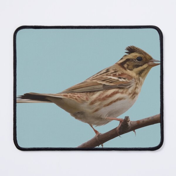 Item preview, Rustic Bunting Bird Vector Isolated designed and sold by taiche.