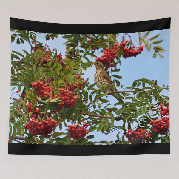 Item preview, Redwing and rowan berries designed and sold by Jouko Lehto Photography.