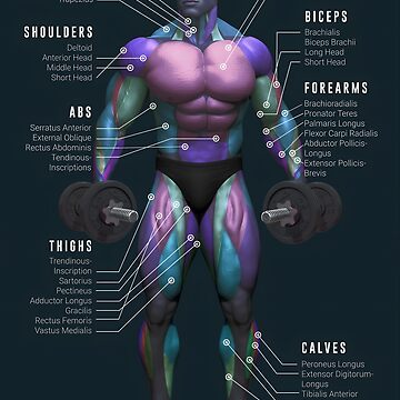 Poster Anatomia Muscolare Per Palestra E Bodybuilding, Grafico Allenamenti, Stampa Multicolore, Scegli La Taglia