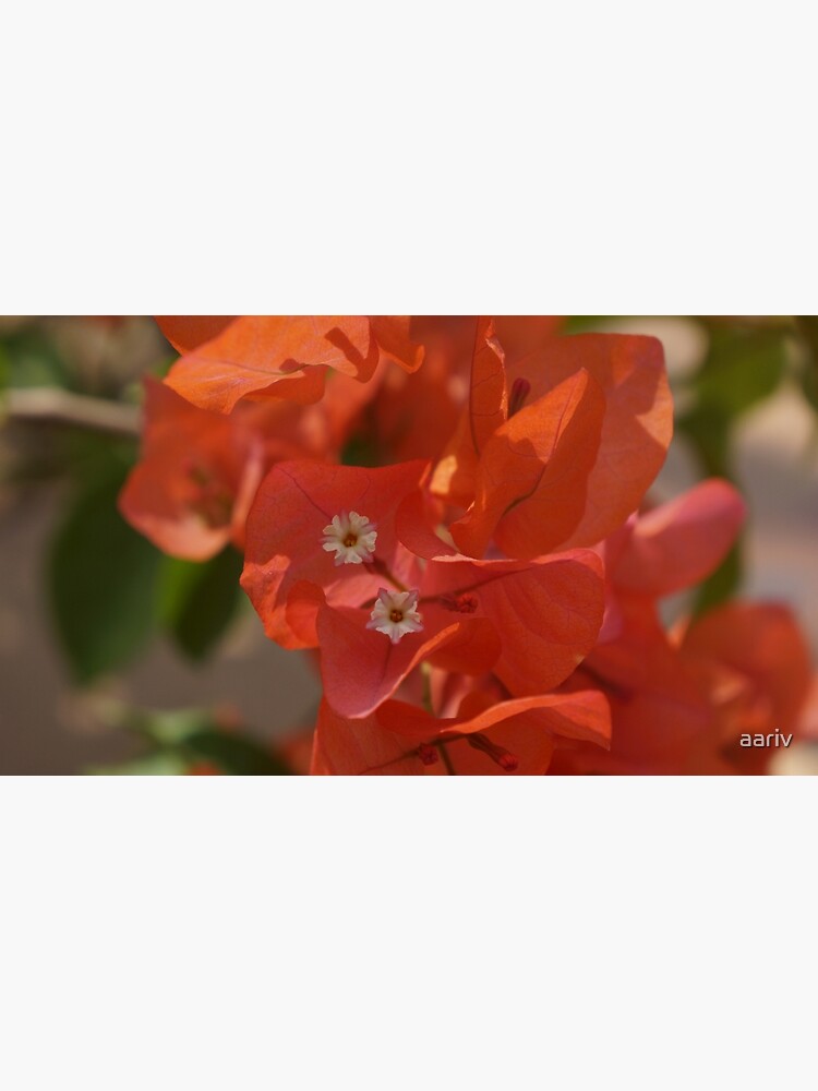 Tarjetas de felicitación «Buganvilla naranja #flower #original #photo #new  #unique» de aariv | Redbubble