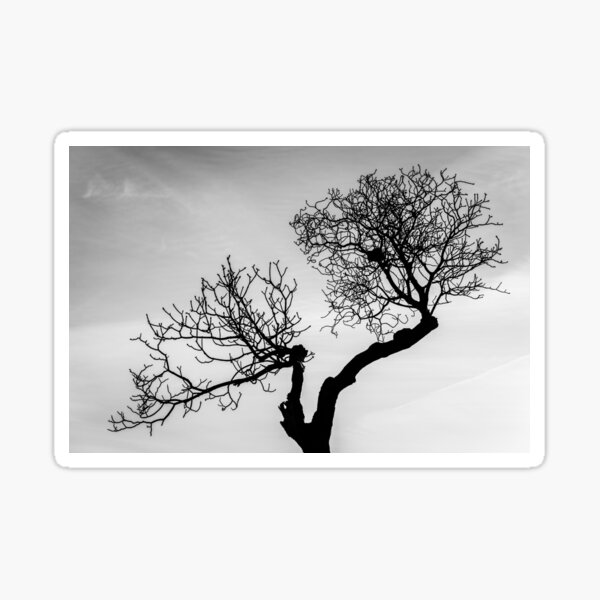 Item preview, Tree in the park designed and sold by Fabian Odu.