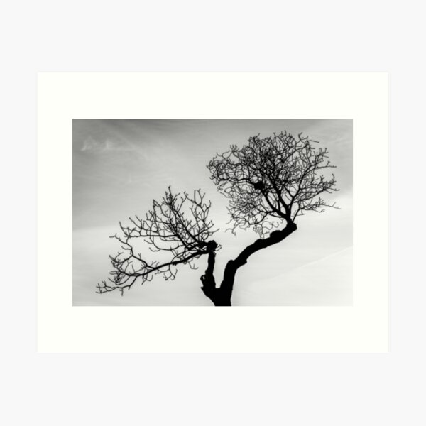 Item preview, Tree in the park designed and sold by Fabian Odu.