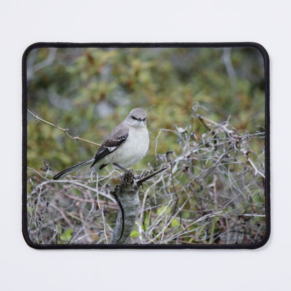 Item preview, Perched Mockingbird designed and sold by Cynthia48.
