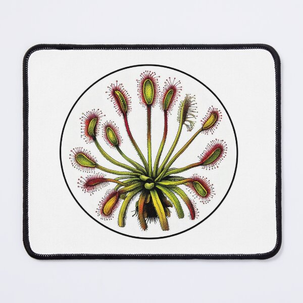 Item preview, Giant Sundew Plant Beautiful Botanical Drosera Illustration designed and sold by Carnivorous Plant Club ⭐⭐⭐⭐⭐.