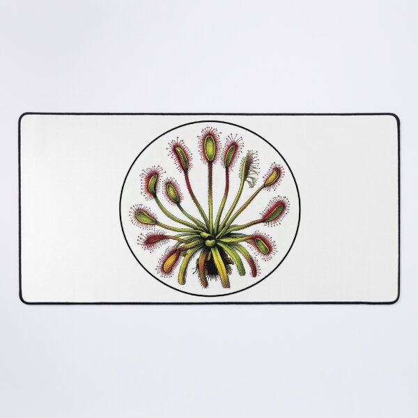 Item preview, Giant Sundew Plant Beautiful Botanical Drosera Illustration designed and sold by Carnivorous  Plant Club ⭐⭐⭐⭐⭐.