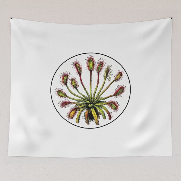 Item preview, Giant Sundew Plant Beautiful Botanical Drosera Illustration designed and sold by Carnivorous  Plant Club ⭐⭐⭐⭐⭐.