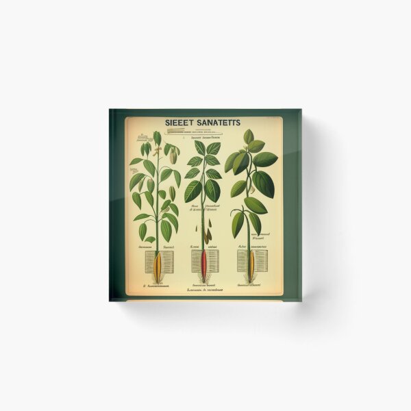 Item preview, Vintage root chart designed and sold by Roxburylane.
