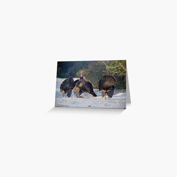 Wild Turkeys Greeting Card