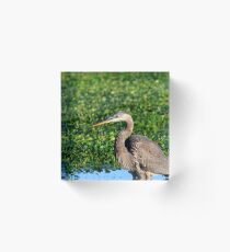 Blue Heron Portrait Acrylic Block