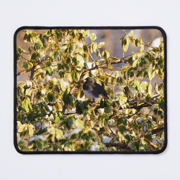 Item preview, Dark-eyed Junco Perched On a Bush designed and sold by BackyardBirder.