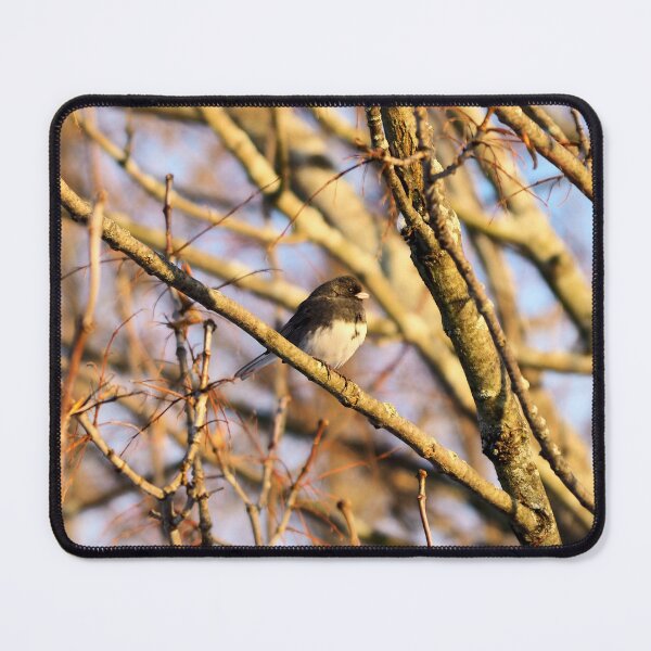Item preview, Dark-eyed Junco Perched In a Tree designed and sold by BackyardBirder.