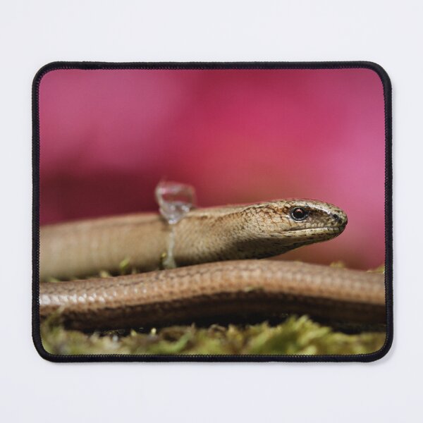 Item preview, Slow worm shedding its skin. designed and sold by Christian Moss.
