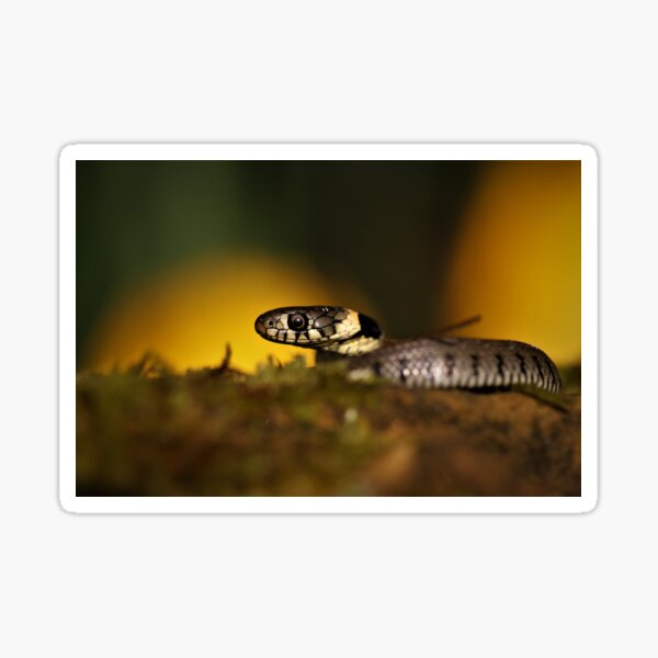 Item preview, Grass snake designed and sold by Christian Moss.