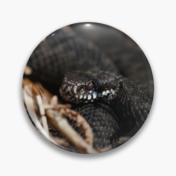 Item preview, Black adder - Melanistic Vipera berus  designed and sold by Christian Moss.