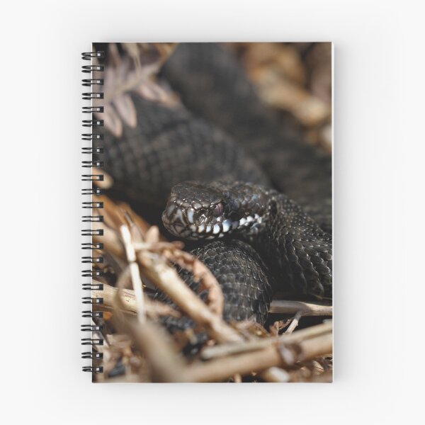 Item preview, Black adder - Melanistic Vipera berus  designed and sold by Christian Moss.