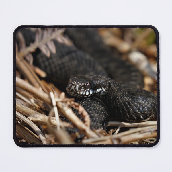 Item preview, Black adder - Melanistic Vipera berus  designed and sold by Christian Moss.
