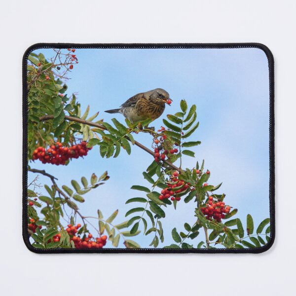 Item preview, Loving the rowan berries. Fieldfare designed and sold by Jouko Lehto Photography.