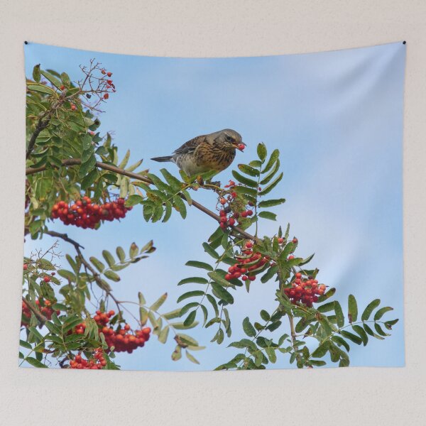 Item preview, Loving the rowan berries. Fieldfare designed and sold by Jouko Lehto Photography.