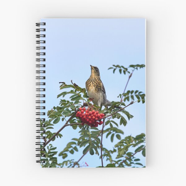 Item preview, Bold pose. Fieldfare designed and sold by Jouko Lehto Photography.