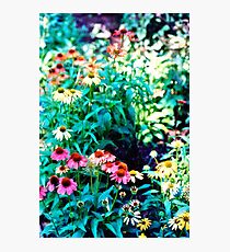 Flowers in Color Photographic Print