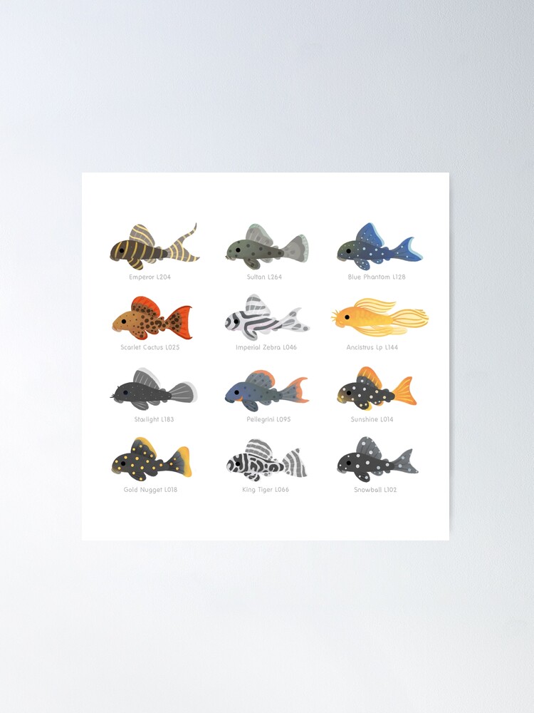 Alternate view of Pleco! Poster