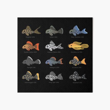 Pleco! - black Art Board Print