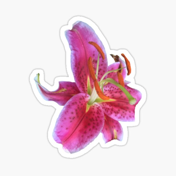 Artikel-Vorschau von Stargazer Lilly, designt und verkauft von Jill Ra.