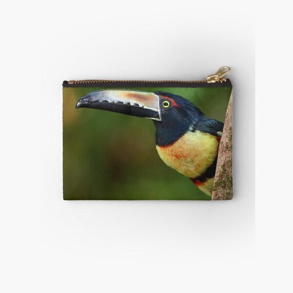 Item preview, Collared Aracari (Pteroglossus torquatus) Costa Rica designed and sold by James Cumming.