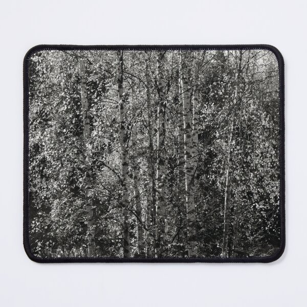 Item preview, Birches fall bw designed and sold by Jouko Lehto Photography.
