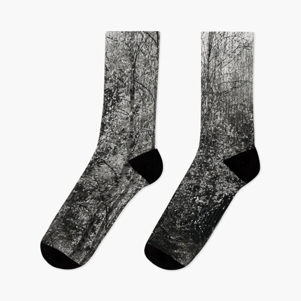 Item preview, Birches fall bw designed and sold by Jouko Lehto Photography.