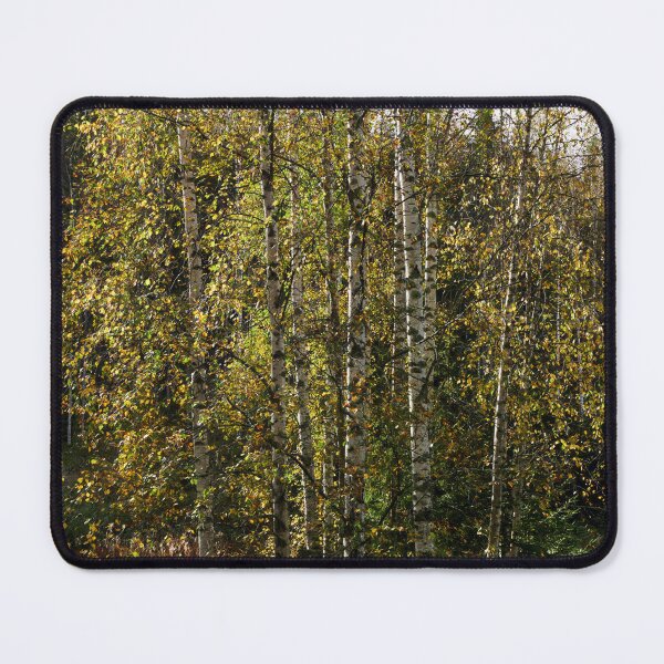 Item preview, Birches fall colors designed and sold by Jouko Lehto Photography.