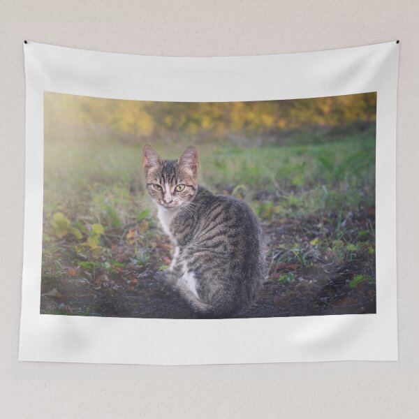 Item preview, A little kitten is looking straight into your eyes designed and sold by Dejan Travica.