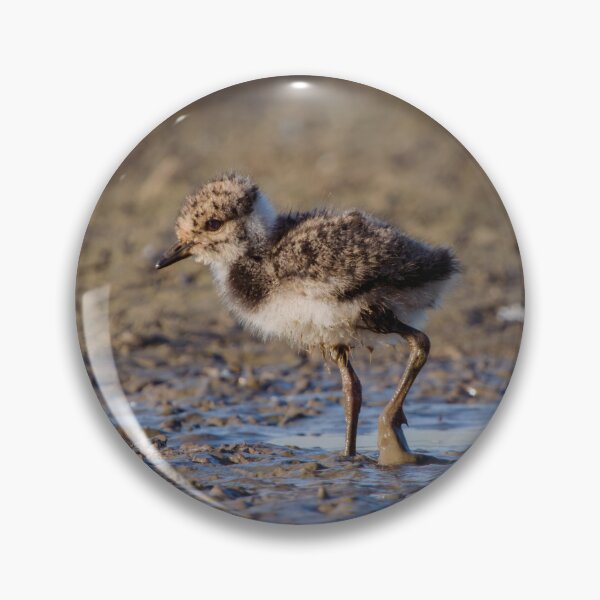 Item preview, Nothern lapwing chick designed and sold by WildEncounters.