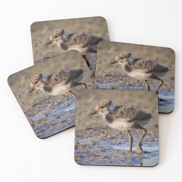 Item preview, Nothern lapwing chick designed and sold by WildEncounters.
