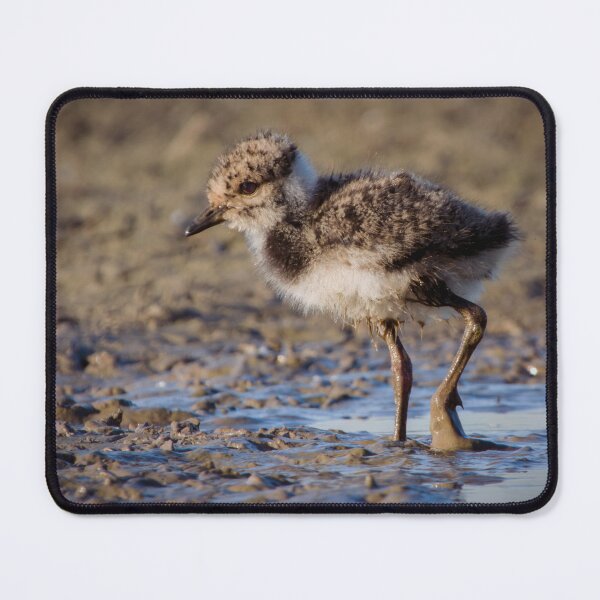 Item preview, Nothern lapwing chick designed and sold by WildEncounters.