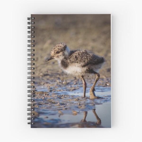 Item preview, Nothern lapwing chick designed and sold by WildEncounters.