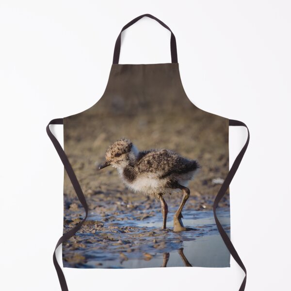 Item preview, Nothern lapwing chick designed and sold by WildEncounters.