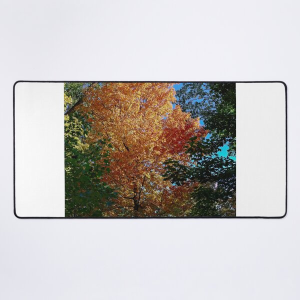 Item preview, Fall Maple Tree, UW Arboretum, Madison, WI 3 designed and sold by StevenRalserPhoto.