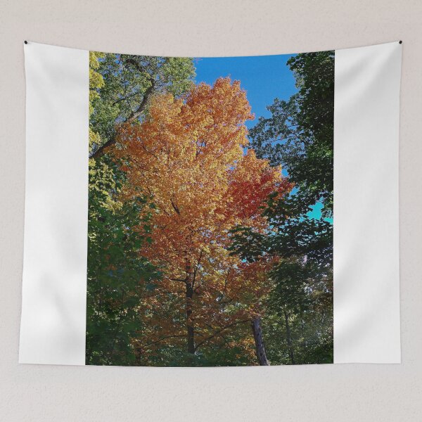 Item preview, Fall Maple Tree, UW Arboretum, Madison, WI 3 designed and sold by StevenRalserPhoto.