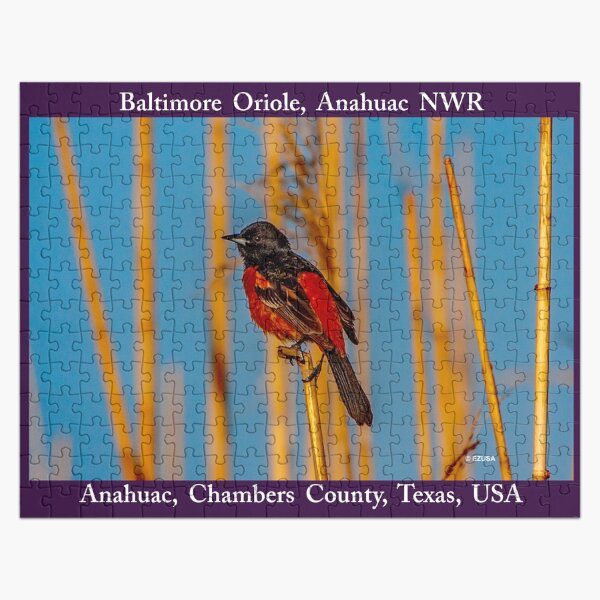 Item preview, For Your Puzzling Pleasure: 1,000 Piece Challenge In A Metal Gift Box ~ Baltimore Oriole, Anahuac NWR, Chambers County, Texas.   designed and sold by MoreEZUSA-Here.