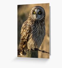 Short Eared Owl Greeting Card