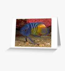 Eastern Blue Devilfish Greeting Card
