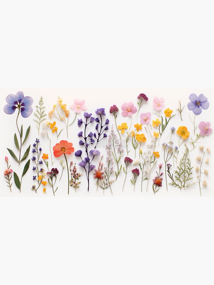 Natures Treasures Preserved: A Collection of Pressed Blooms - Pressed Dried  flowers on white background Sticker for Sale by EmeraldeaArt