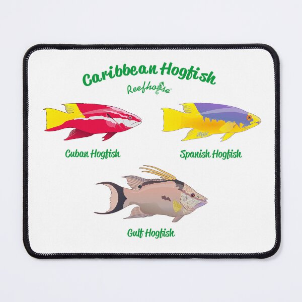 Item preview, Caribbean Hogfish designed and sold by KaplanCrypto.