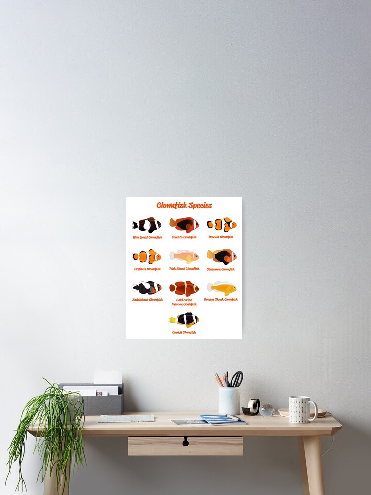 Clownfish Species Poster