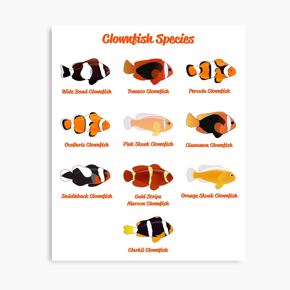Clownfish Species Poster