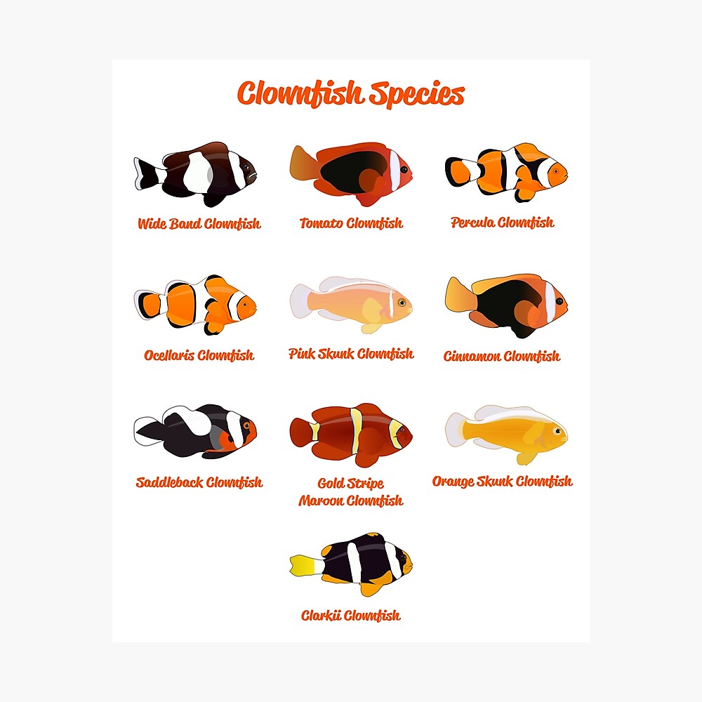Clownfish Species Poster