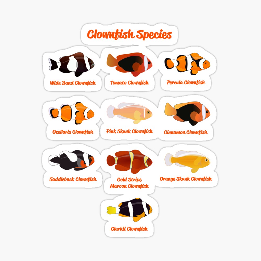 Clownfish Species Poster